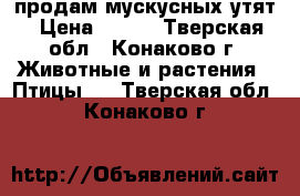 продам мускусных утят › Цена ­ 300 - Тверская обл., Конаково г. Животные и растения » Птицы   . Тверская обл.,Конаково г.